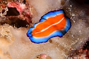 Pseudoceros susanae planaire de suzanne Maldives Hoholha Thila-22m-20240424-da-DSC_6491_tn